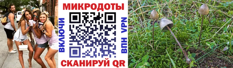 Галлюциногенные грибы Psilocybine cubensis  Ахтырский 